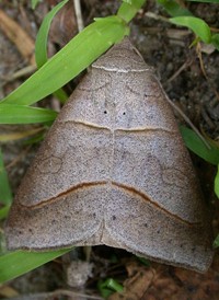 Texas Mocis